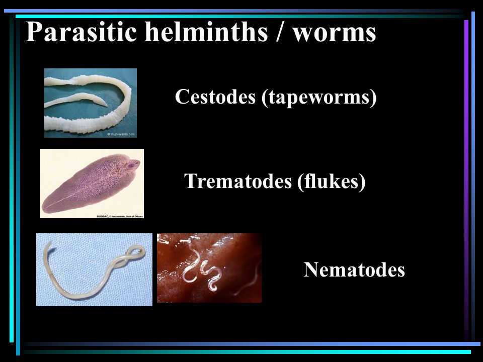 helminth nematode worms