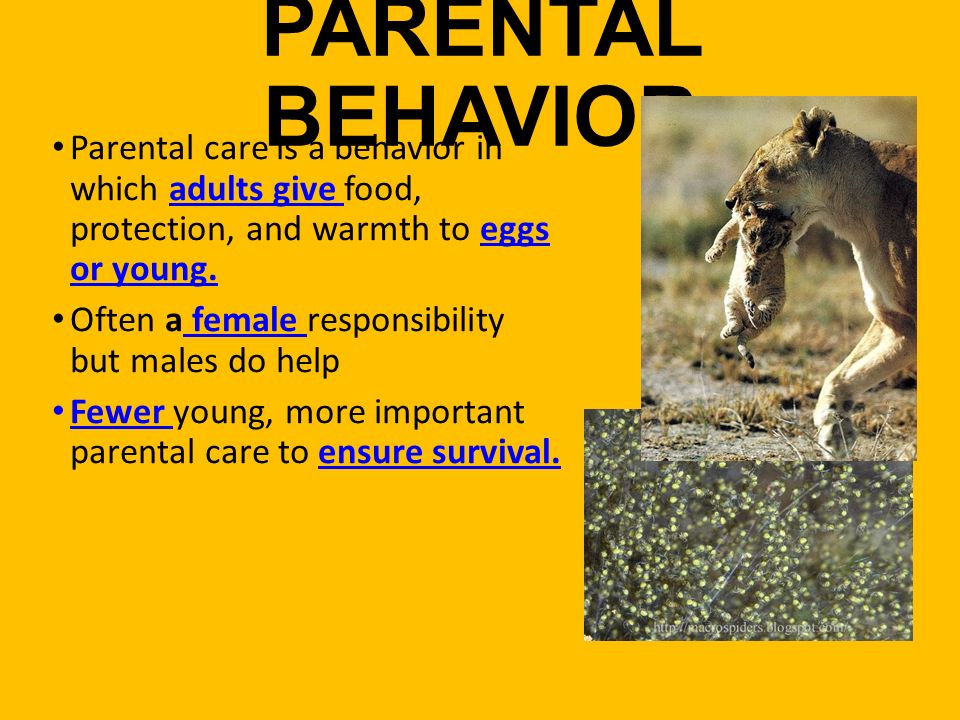 BEHAVIOR OF ORGANISMS What is Behavior? Anything an animal does in response  to a stimulus in the environment. - ppt download