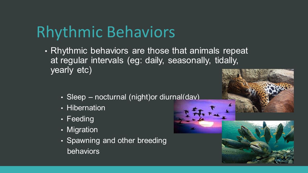 Innate and Learned Behavior YEAR 10 SCIENCE LIFE - PSYCHOLOGY. - ppt  download
