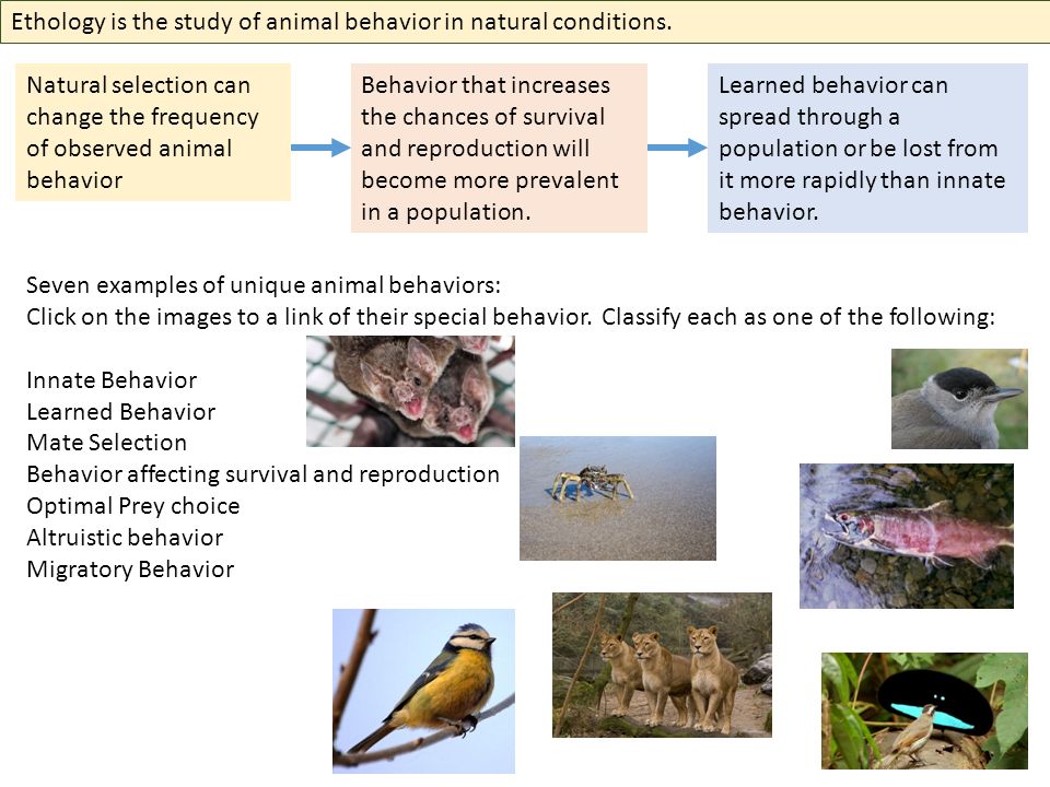  – Innate and learned behavior  - Ethology. - ppt download