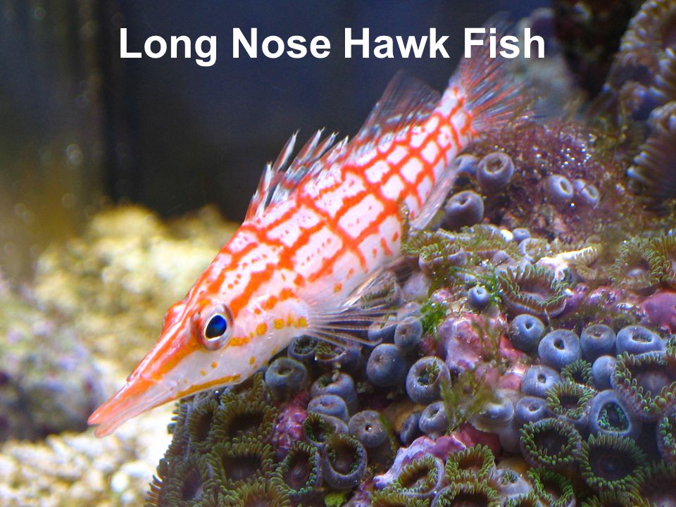 Long Nose Hawk Fish