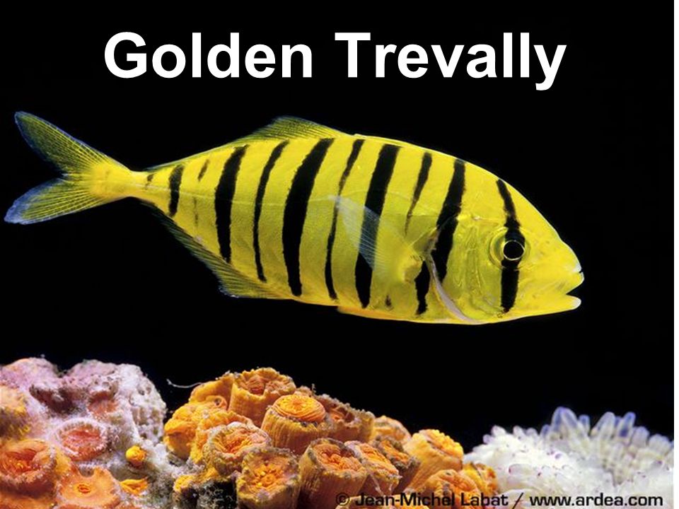 Golden Trevally