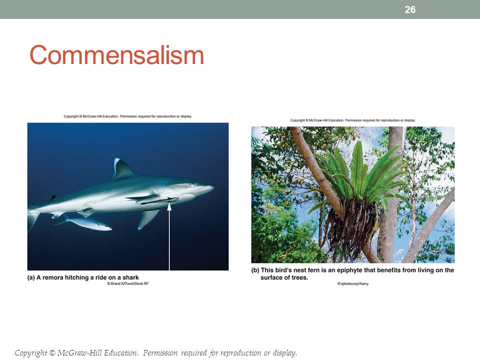 Copyright © McGraw-Hill Education. Permission required for reproduction or display. Commensalism 26