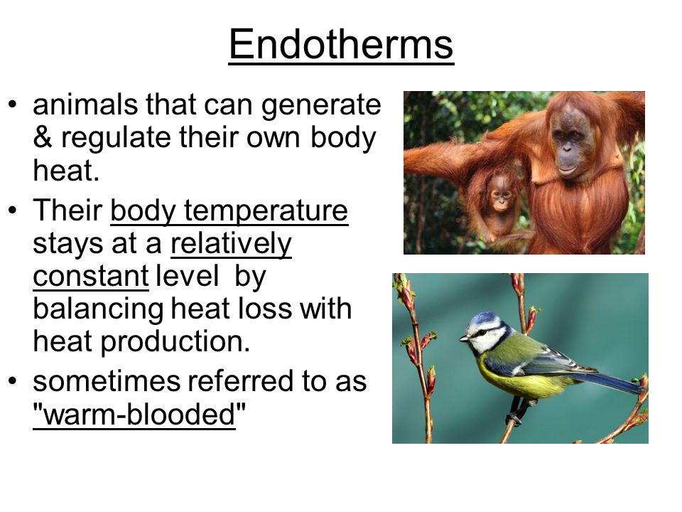 Planner Nov 20 T: Homeostasis D : Explain the differences between  endothermic and ectothermic New Table of Contents on page 87  DateDescription page # 11/ ppt download