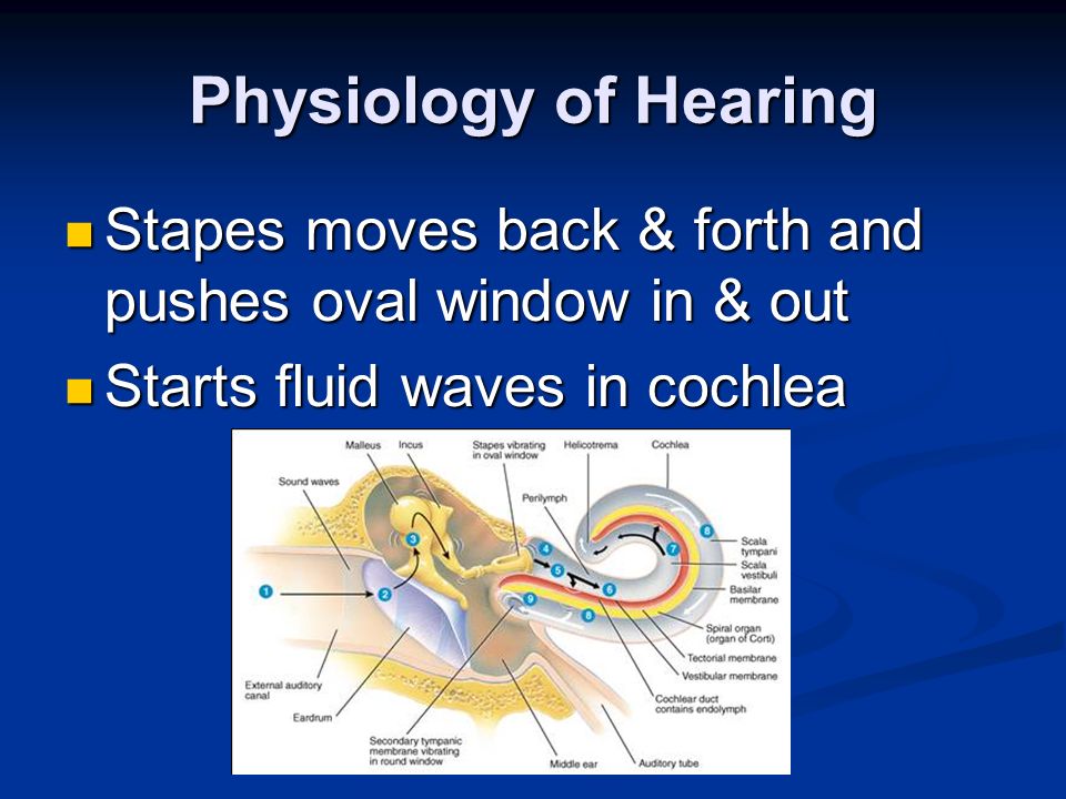 Physiology of Hearing Stapes moves back & forth and pushes oval window in & out Stapes moves back & forth and pushes oval window in & out Starts fluid waves in cochlea Starts fluid waves in cochlea
