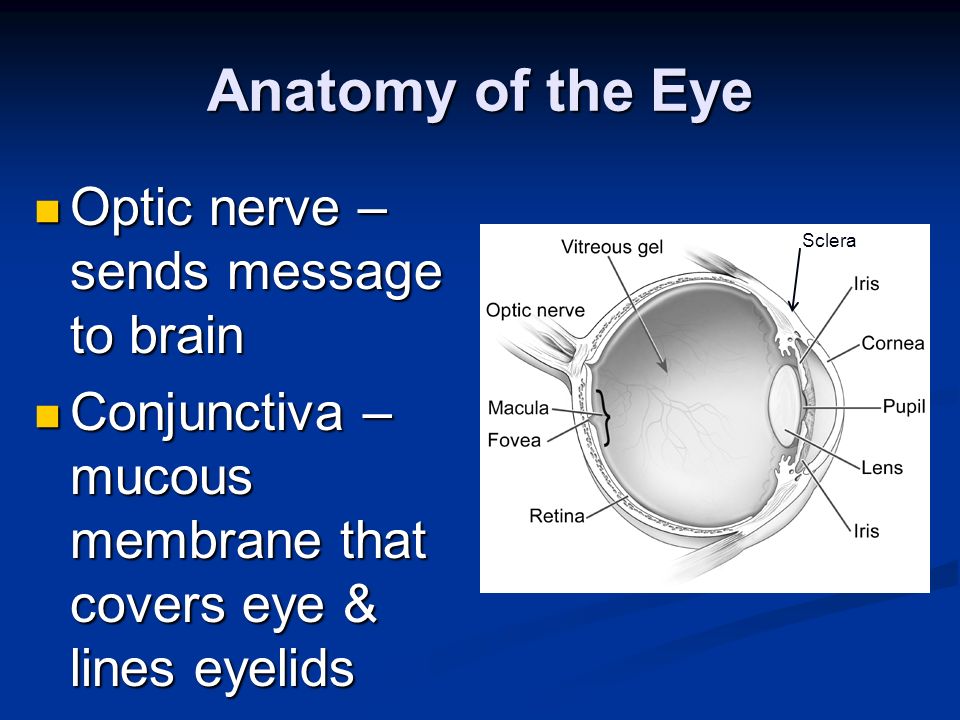 Anatomy of the Eye Optic nerve – sends message to brain Optic nerve – sends message to brain Conjunctiva – mucous membrane that covers eye & lines eyelids Conjunctiva – mucous membrane that covers eye & lines eyelids Sclera