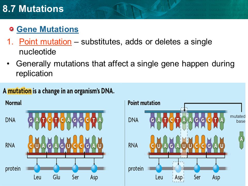 8.7 Mutations Gene Mutations 1.Point mutation - substitutes, adds or delete...