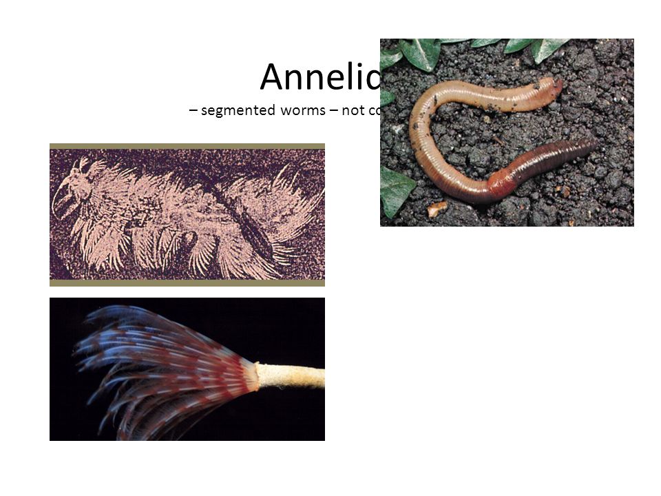 Annelids – segmented worms – not common fossils