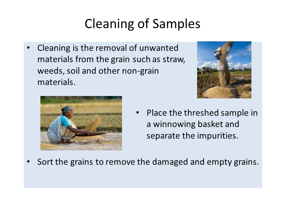 Cleaning of Samples Sort the grains to remove the damaged and empty grains.