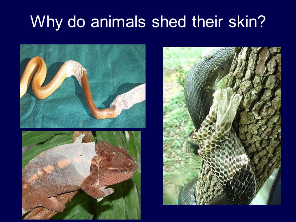 How do baby animals grow to be adults?. Why do animals shed their skin? -  ppt download