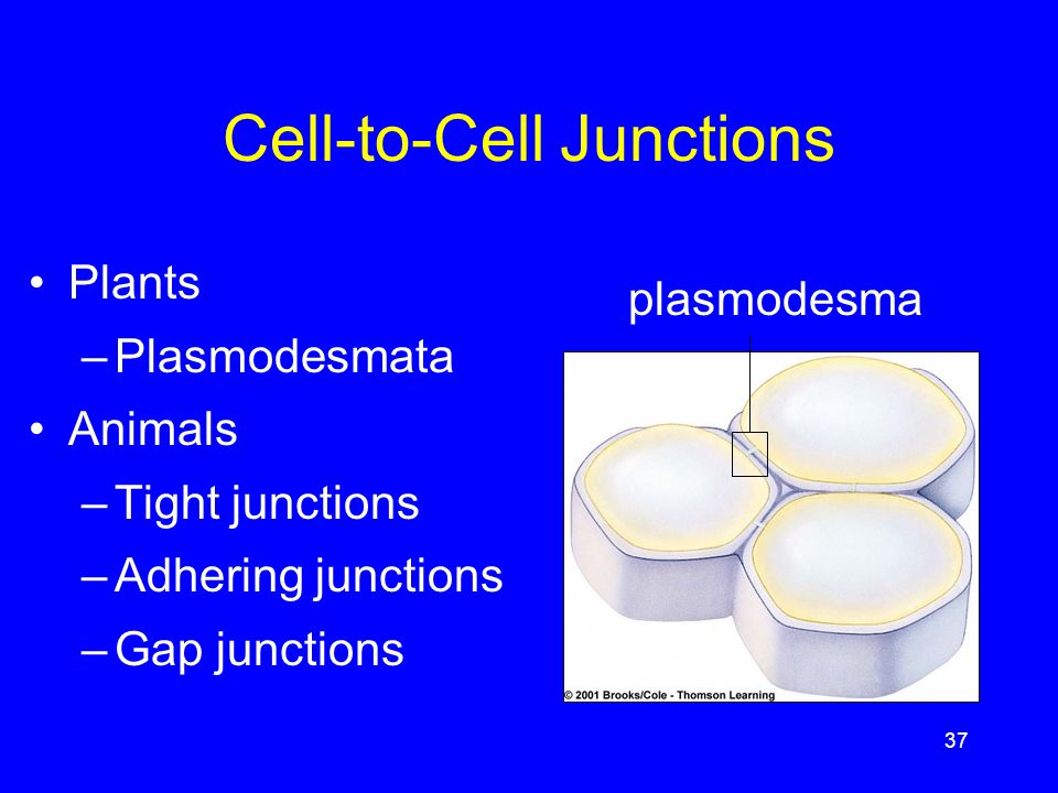 37 Cell-to-Cell Junctions Plants –Plasmodesmata Animals –Tight junctions –Adhering junctions –Gap junctions plasmodesma