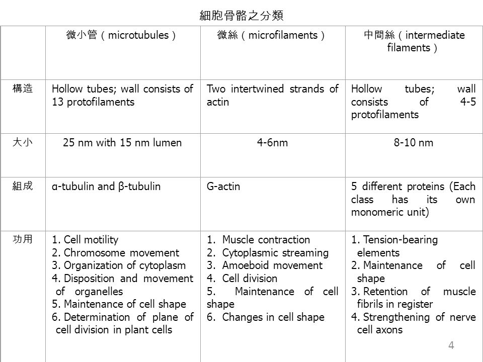 1 細胞骨骼 Cytoskeleton 細胞骨骼是存在於生物體細胞質內的絲狀構造 Filamentous Structures 主要有微絲 Microfilaments 中間絲 Intermediate Filaments 及微小管 Microtubules 等三種 每一種都是由蛋 1 細胞骨骼 Cytoskeleton 細胞骨骼是存在於生物體細胞質內的絲狀構造 Filamentous Structures 主要有微絲 Microfilaments 中間絲 Intermediate Filaments 及微小管 Microtubules 等三種 每一種都是由蛋