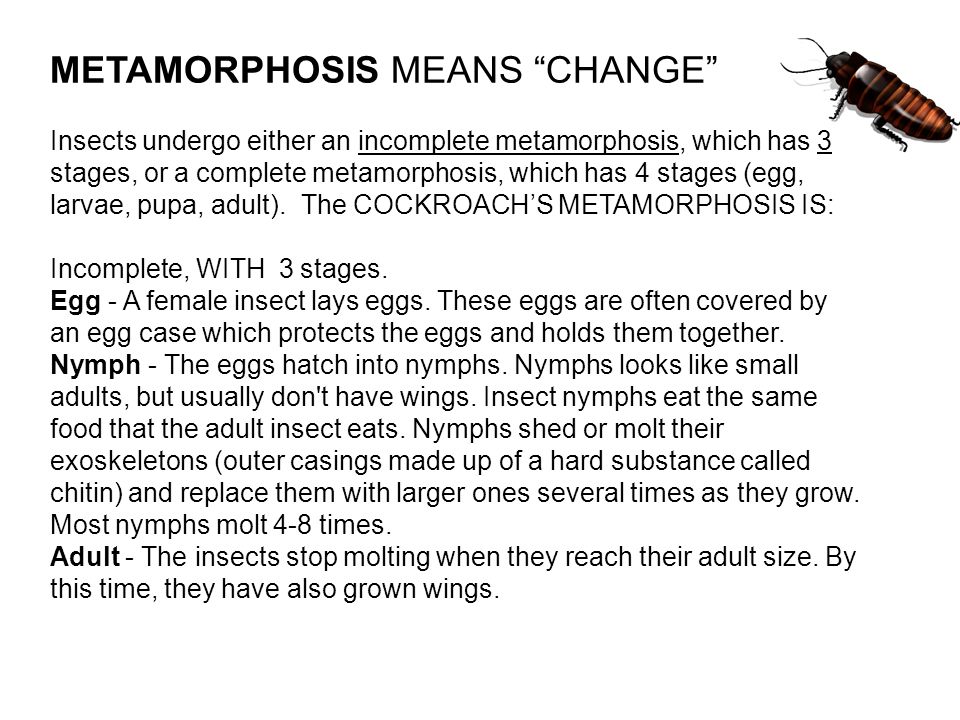 Реферат: The Metamorphosis Life As A Bugman Essay