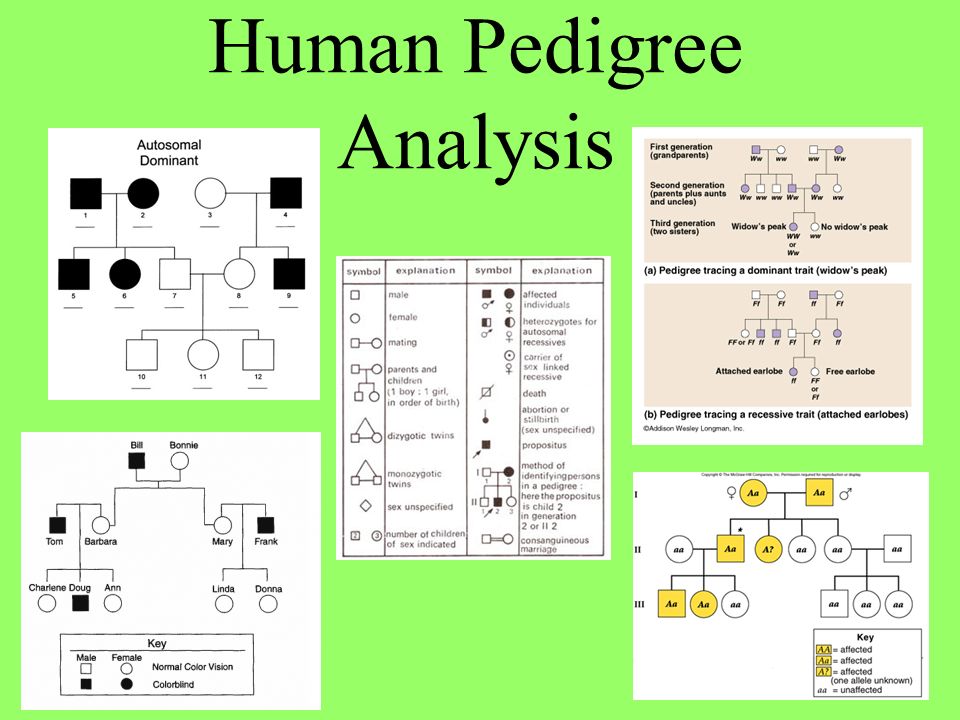 Pedigree Charts Amp Analysis