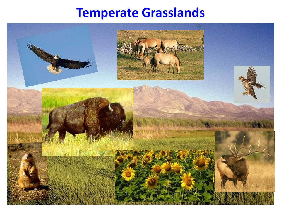 TundraTaigaTemperate GrasslandsDesert Temperate/Deciduous ForestTropical  Grasslands (Savanna) Semi-arid Desert Alpine Chaparrel GrasslandsRainforest  Write. - ppt download