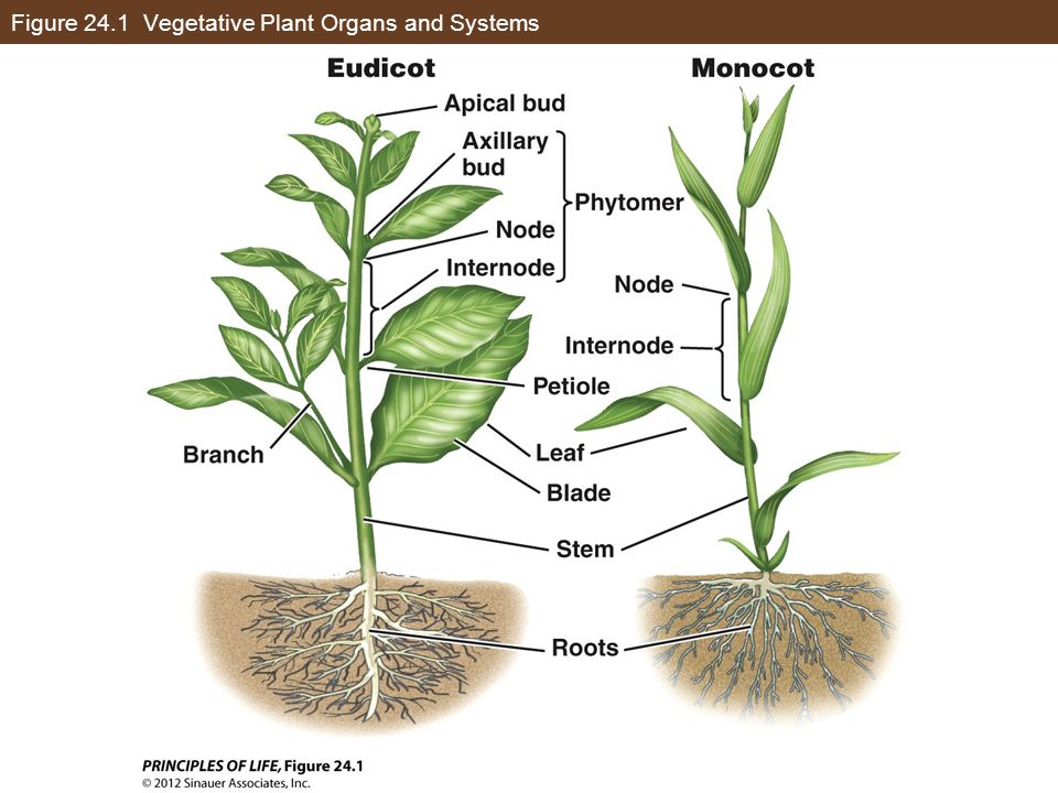 Plant body. The generative Organs Plants. Vegetative. Deformation of Plant Organs.
