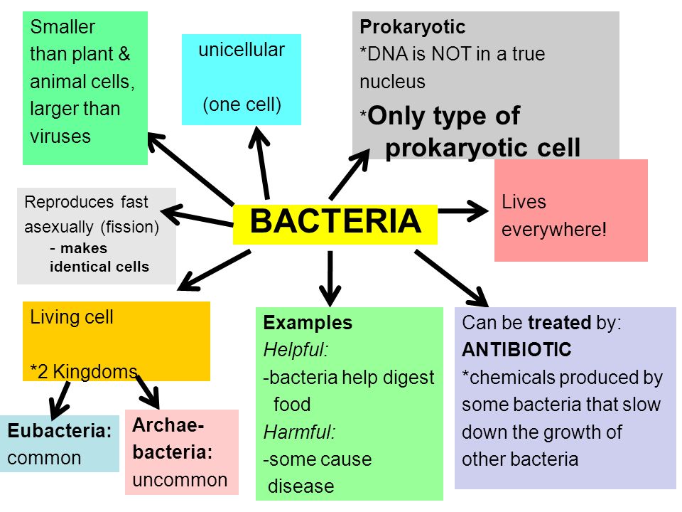 Living Cell 2 Kingdoms Bacteria Unicellular One Cell Prokaryotic Dna Is Not Living Cell 2 Kingdoms Bacteria Unicellular One Cell Prokaryotic Dna Is Not