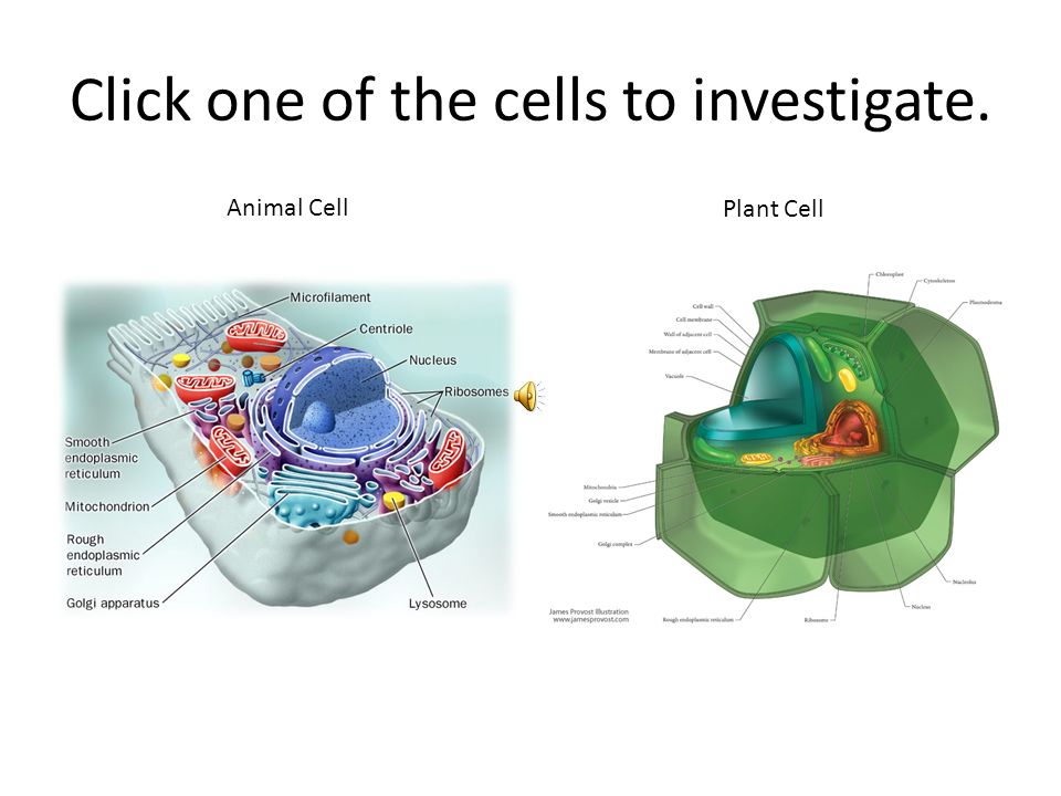 Eukaryote Cells – Interactive Animal and Plant Cells. - ppt download