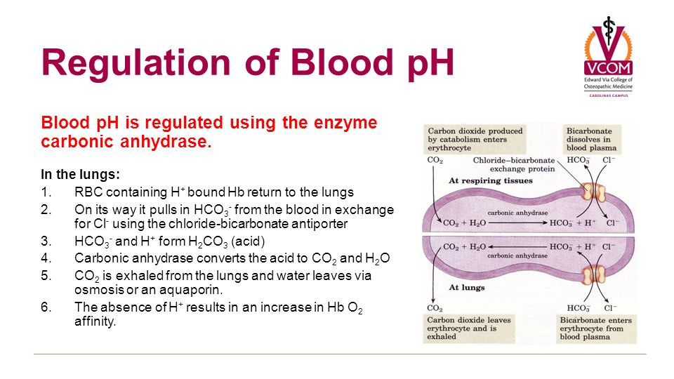 Regulation's. Blood Plasma Proteins. PH of Blood. Property Blood. Blood Protein.