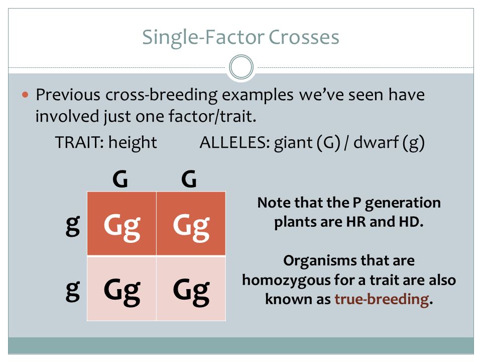 monohybrid-cross-a-breeding-experiment-experiments-true-pea-pods