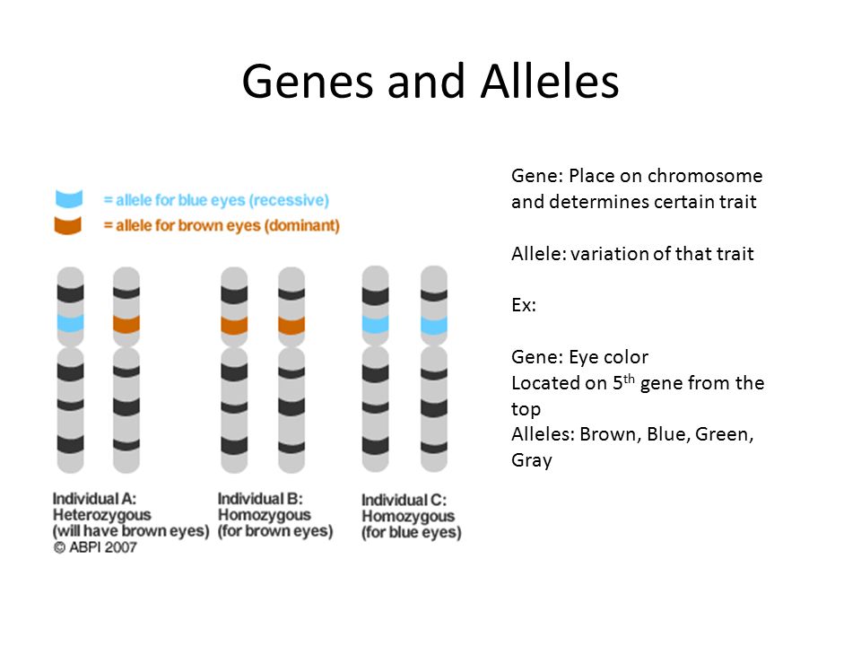 mendel s punnett squares genes and alleles gene place on