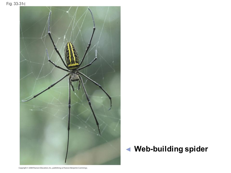 Fig c Web-building spider