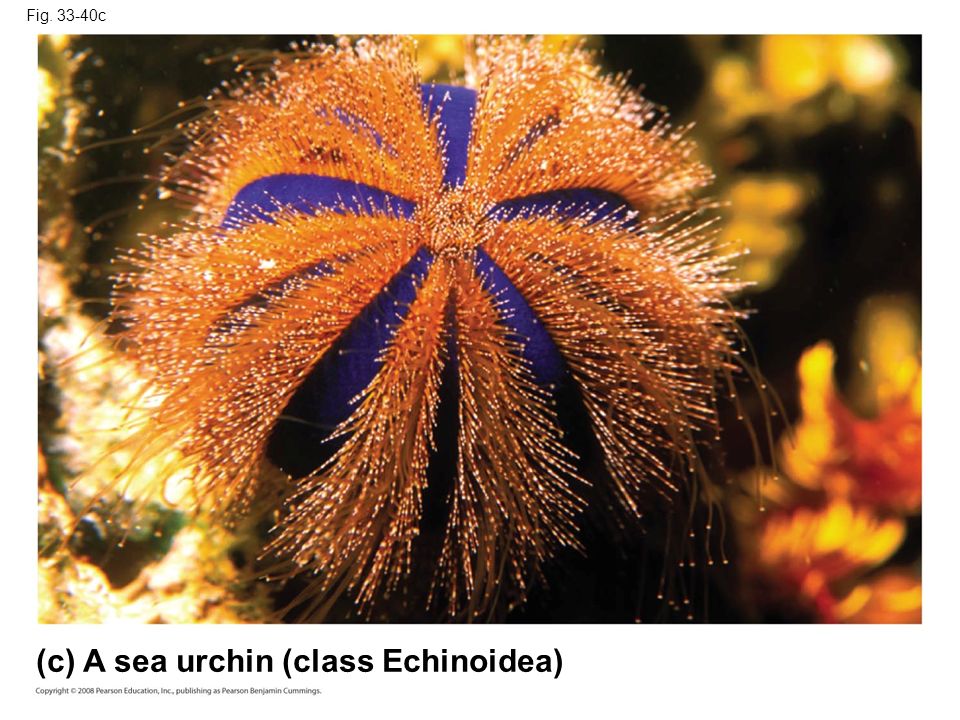 Fig c (c) A sea urchin (class Echinoidea)