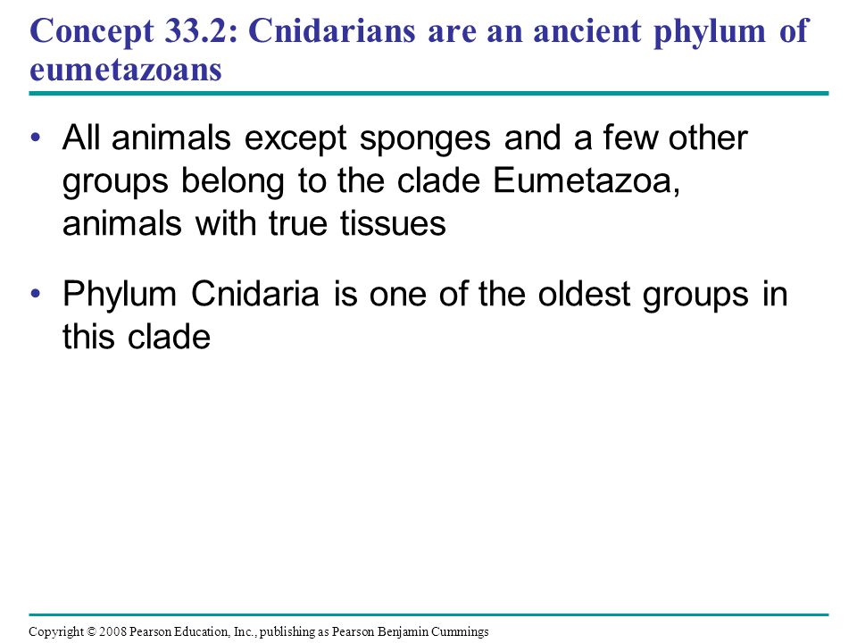 Copyright © 2008 Pearson Education, Inc., publishing as Pearson Benjamin Cummings Concept 33.2: Cnidarians are an ancient phylum of eumetazoans All animals except sponges and a few other groups belong to the clade Eumetazoa, animals with true tissues Phylum Cnidaria is one of the oldest groups in this clade