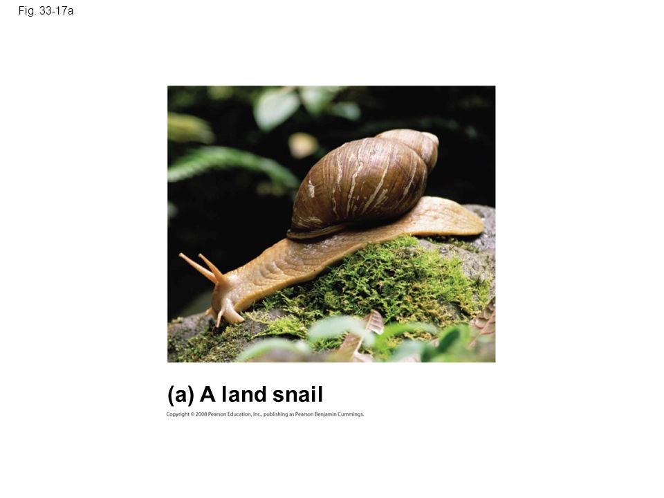Fig a (a) A land snail
