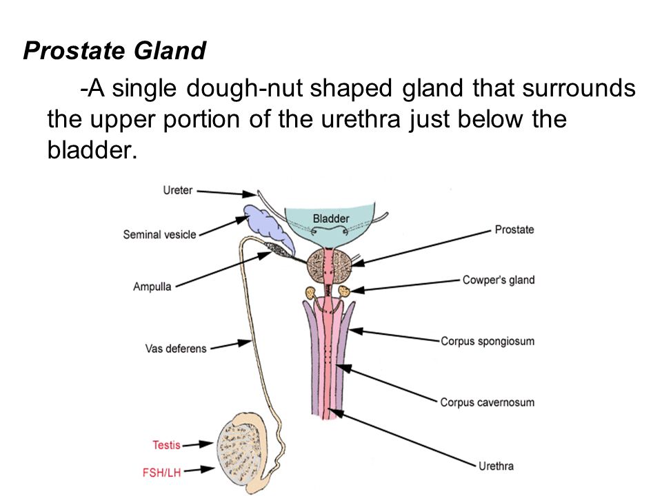Prostate Gland -A single dough-nut shaped gland that surrounds the upper portion of the urethra just below the bladder.