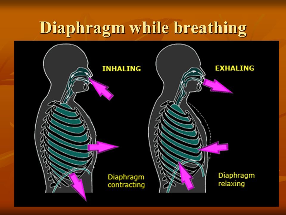 Диафрагмальное дыхание для детей картинки