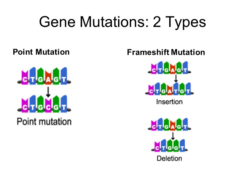Gene Mutations: 2 Types Point Mutation Frameshift Mutation.