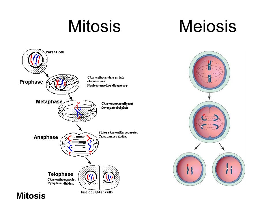 Basic Human Structure Health Science. MitosisMeiosis. - ppt download