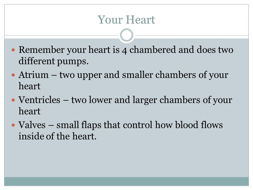 Your Heart Remember your heart is 4 chambered and does two different pumps.