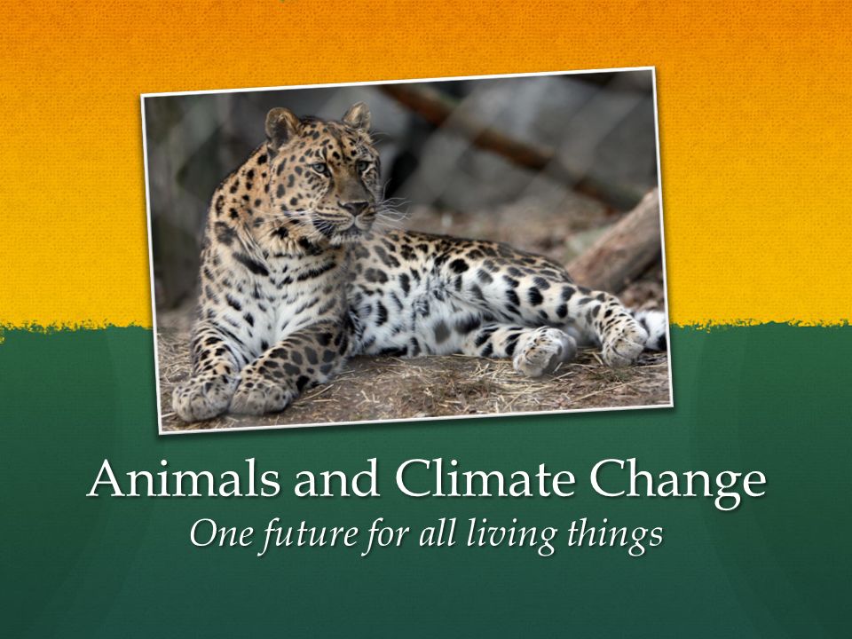 Animals and Climate Change One future for all living things. - ppt download