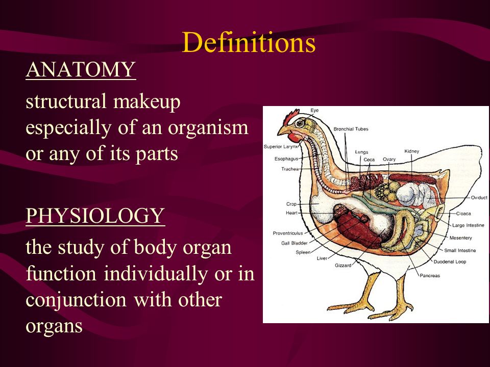 Introduction to Animal Anatomy and Physiology Unit ppt download