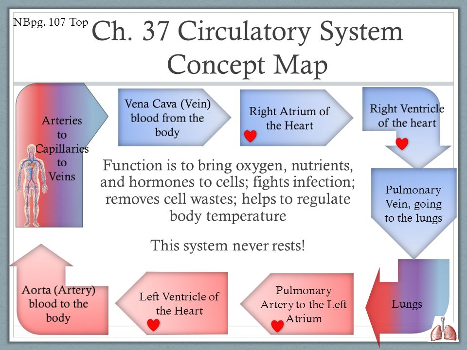 pulmonary and systemic circulations concept map Datespage Descriptionpossible Grademy Grade 5 9107circulatory Map pulmonary and systemic circulations concept map
