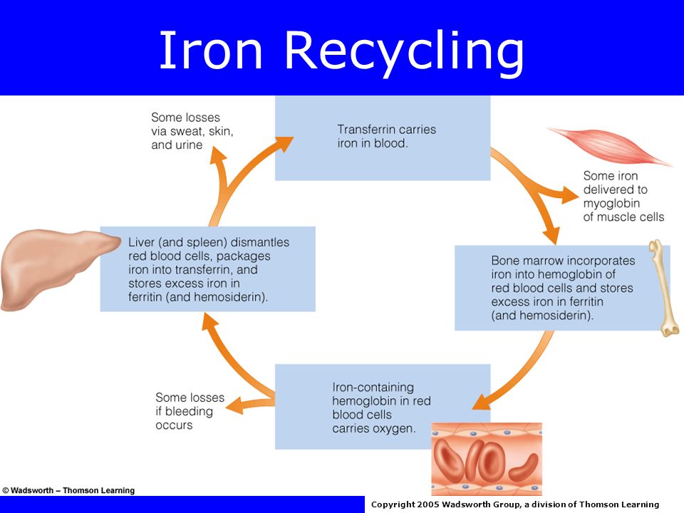 Iron Factors inhibit nonheme iron absorption –Calcium –Phosphorus –EDTA –Tannic acid Copyright 2005 Wadsworth Group, a division of Thomson Learning