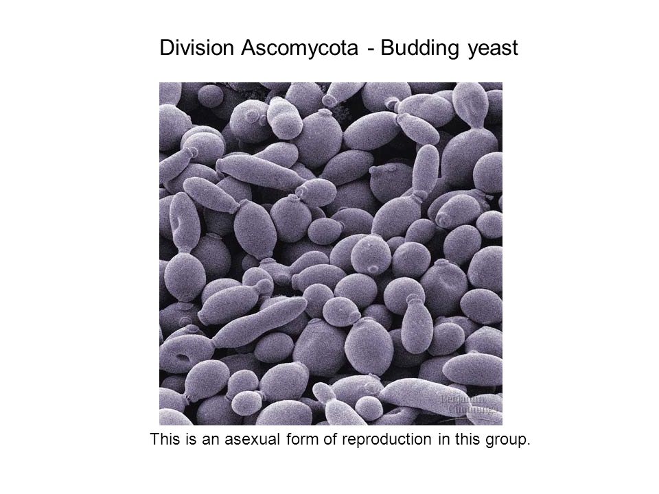 Division Ascomycota - Budding yeast This is an asexual form of reproduction in this group.