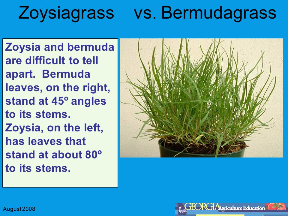 August 2008 Selecting Lawn Gres By Matthew Flanders Dr Keith Bermudagr Zoysia And Bermuda Are Difficult To Tell Apart