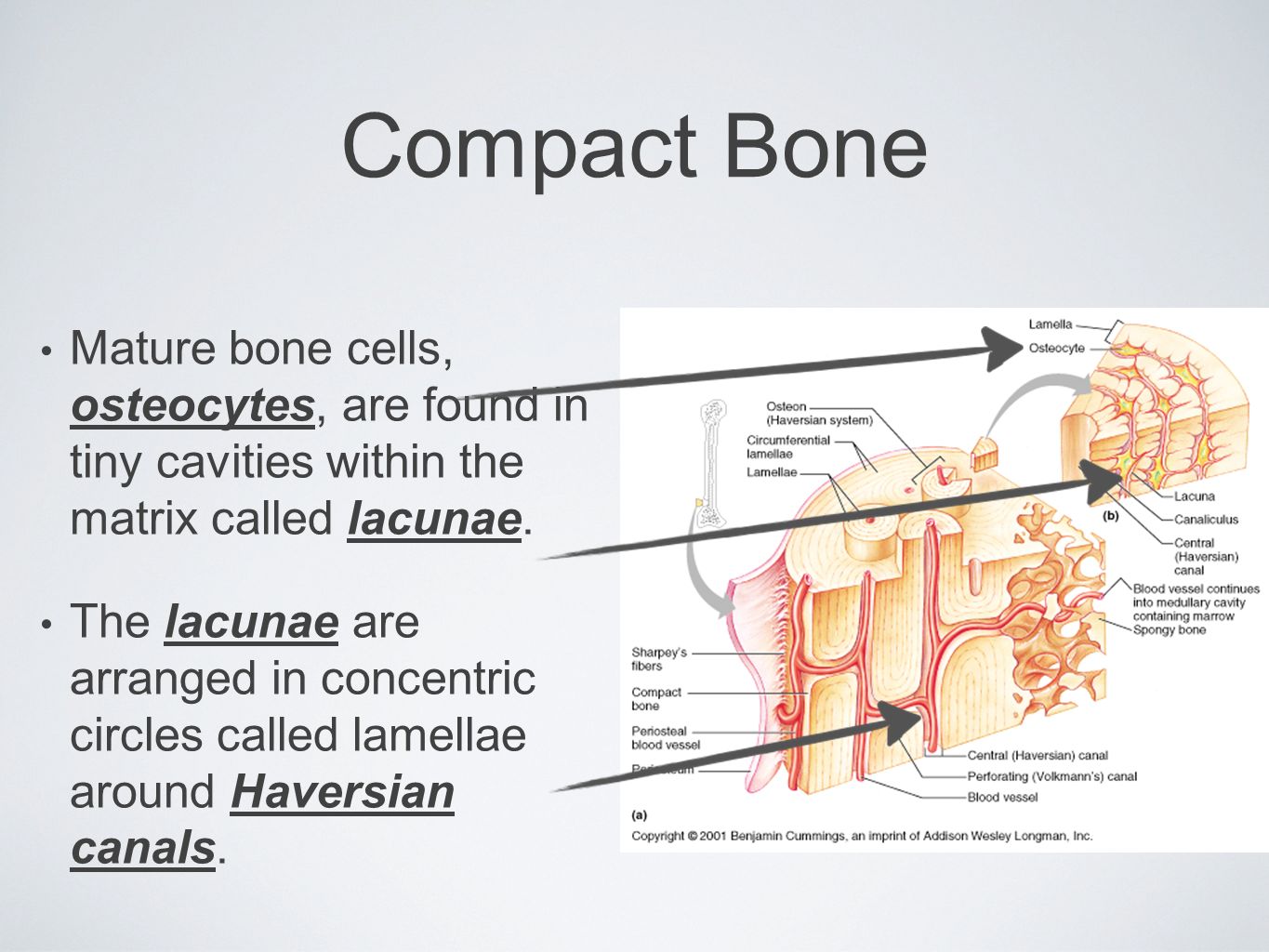 mature compact bone are called Mature compact bone are called