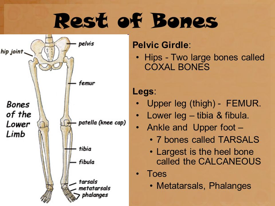 Bone meaning