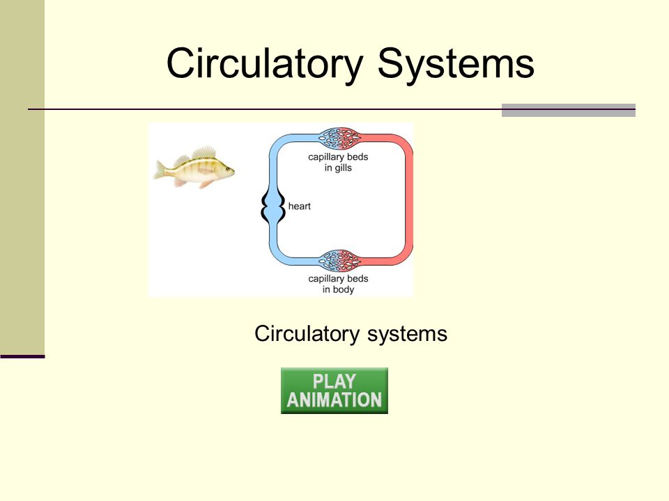 Circulatory systems Circulatory Systems