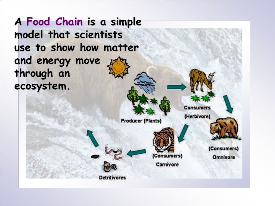 What is the source of energy in this ecosystem? What path does energy take  to get to the hawk? - ppt download