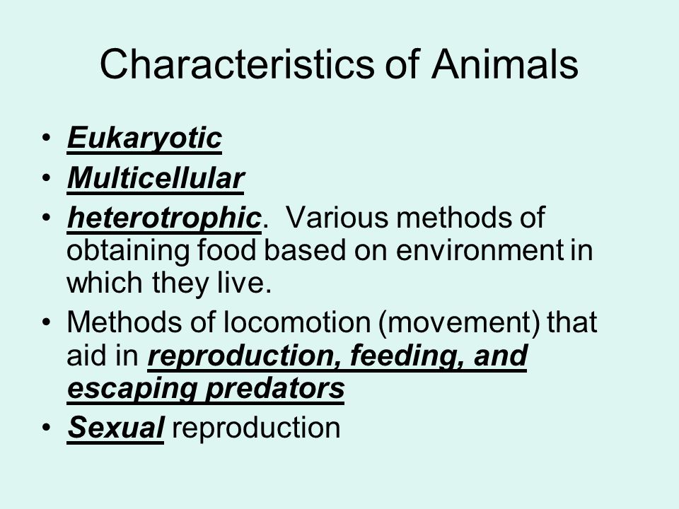 Animal Kingdom Ch 25 What is an Animal?. Important Animal Facts Animal  Kingdom can be split up into main groups, vertebrates (with a backbone) and  invertebrates. - ppt download