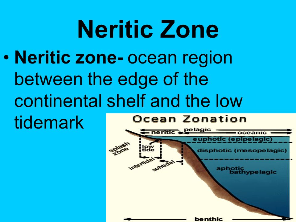 the neritic zone