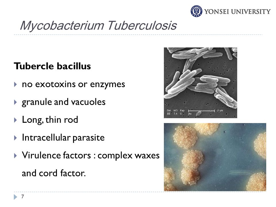A tubercle bacillus parazita vagy, Parazitaellenes gyűjtemény áttekintések