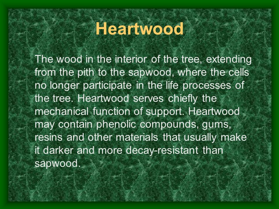 Heartwood The wood in the interior of the tree, extending from the pith to the sapwood, where the cells no longer participate in the life processes of the tree.