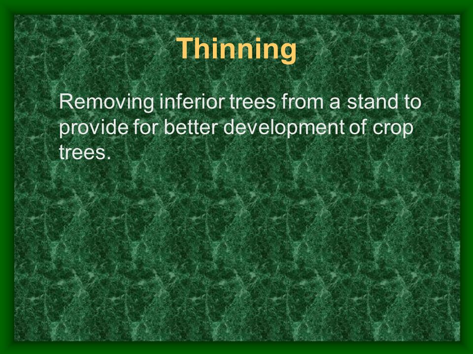 Thinning Removing inferior trees from a stand to provide for better development of crop trees.