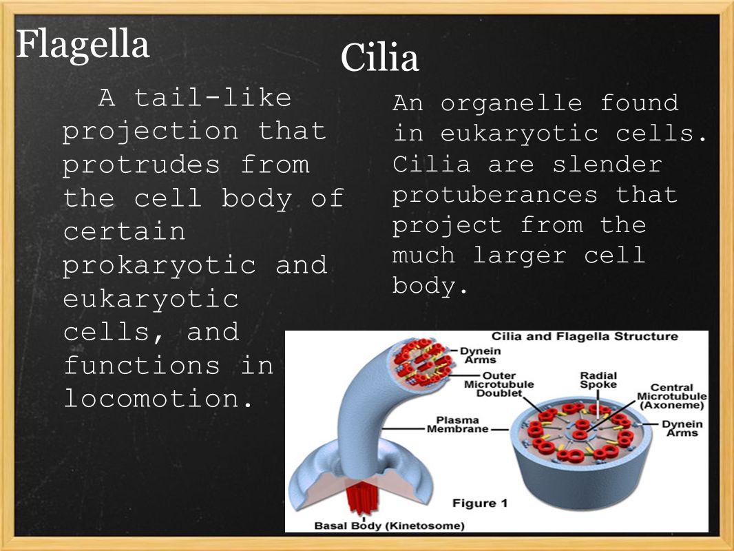 Flagella A tail-like projection that protrudes from the cell body of certain prokaryotic and eukaryotic cells, and functions in locomotion.